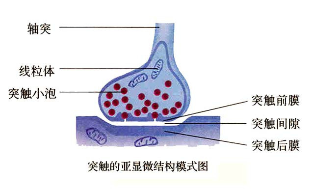 高中生物课本中的突触结构图