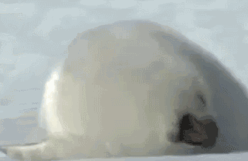 359_233gif 动态图 动图