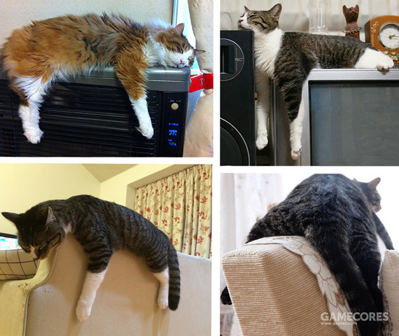 猫困了,歇会儿 | 日本"猫部"将推出睡猫伞把配件