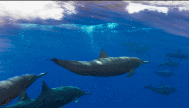 我听别人说起过,他出海钓鱼碰见过海豚,本想钓一条试试,结果那帮家伙