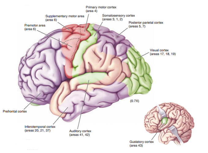 大脑皮层可以大体划分为额叶(frontal lobe 蓝色,顶叶