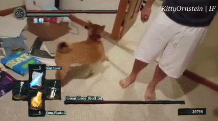 这段搞笑视频或许能改变你对巨狼的印象