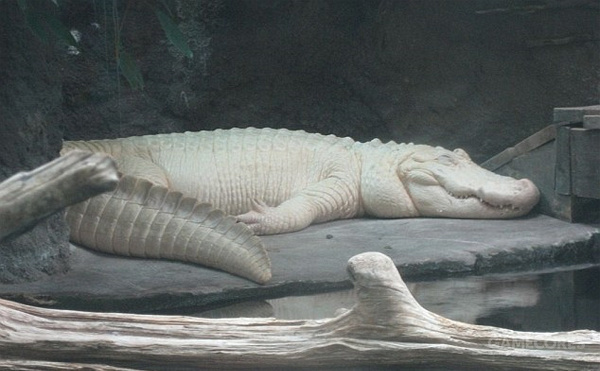 得了白化病的鳄鱼会变得十分脆弱,也无法暴露在阳光之下,同样因为失去