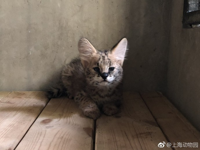 塔诺西!上海动物园新出生的三只薮猫宝宝确定了名字!