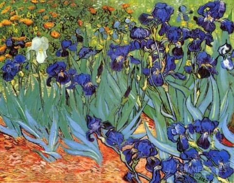 《鸢尾花》1889年